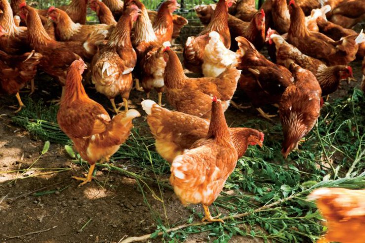 West Virginia broiler chickens