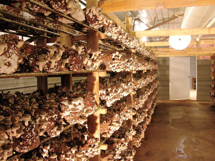 growing mississippi shiitake mushrooms farm crops specialty farms industry ag benefits