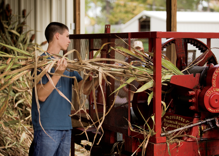 TN Sorghum