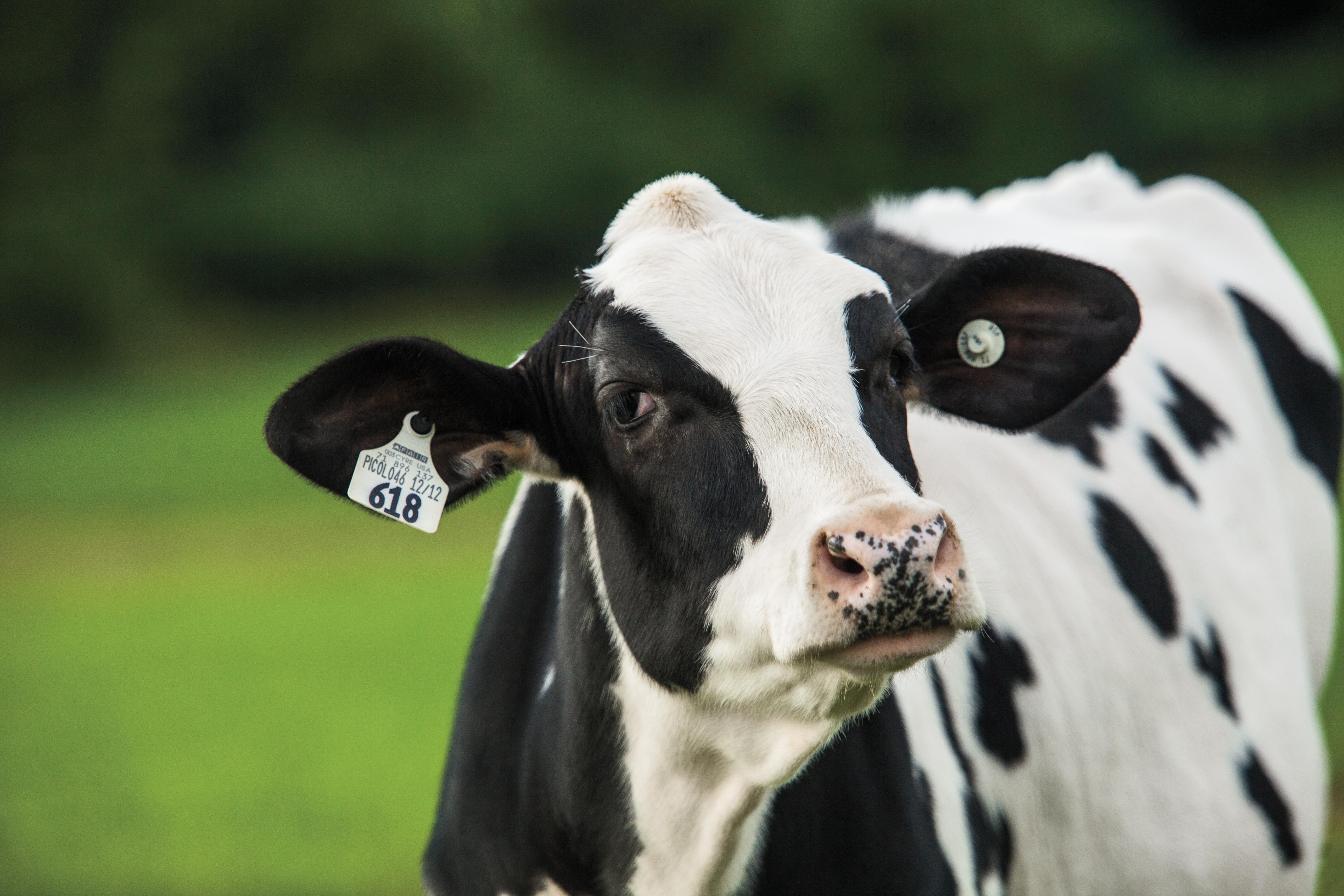 Celebrate National Dairy Month in June with Fun Facts [Infographic]