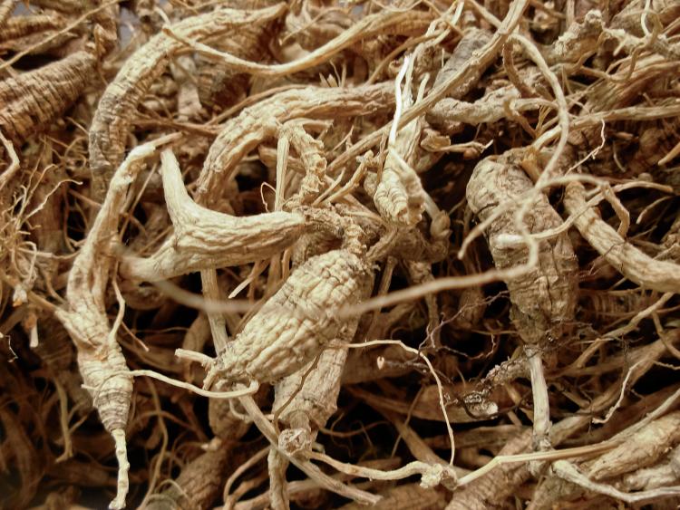 There's Plenty to Root For in Kentucky's Ginseng Exports Farm Flavor